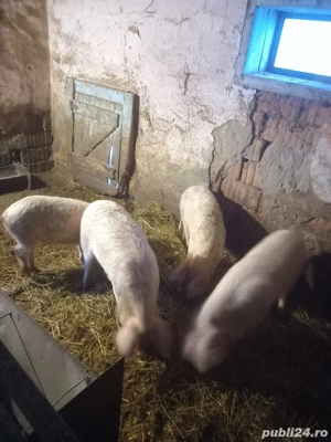 vand soldani - imagine 3