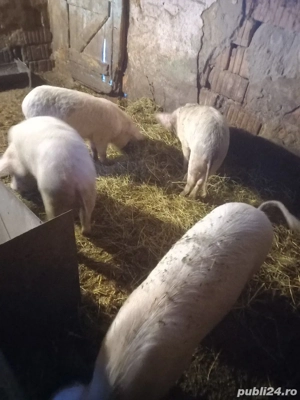 vand soldani - imagine 2