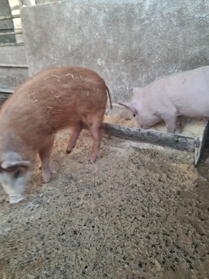 de vânzare 1 mascul și 1 scrofiță 10 săptămâni ofer transport 