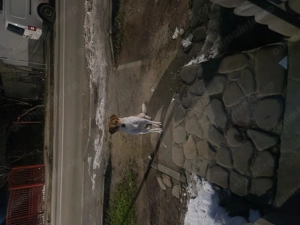 Adoptie catel caine jucaus si bland - imagine 2