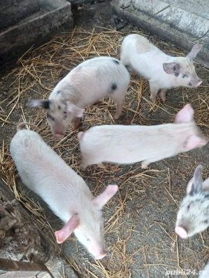 Vând purcei - imagine 3