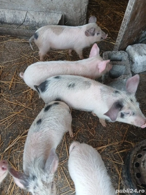 Vând purcei - imagine 2