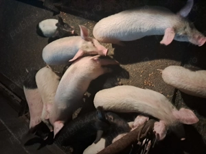 Vand purcei in Beltiug 