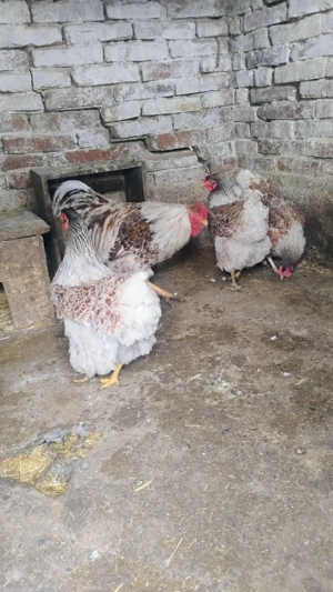 vând găini de rasă  - imagine 3