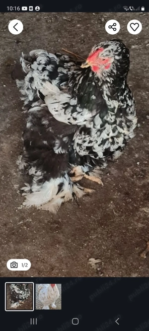 vând găini de rasă  - imagine 2
