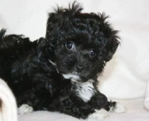 Bichon Havanez Toy  băiețel 