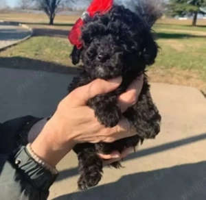 Bichon Havanez Toy fetita 