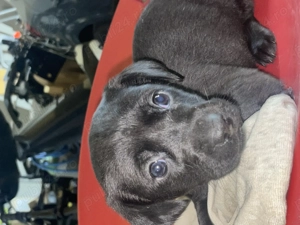 Căței Teckel Metis - imagine 4