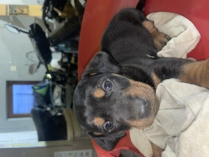 Căței Teckel Metis - imagine 2