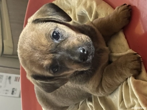 Căței Teckel Metis - imagine 5