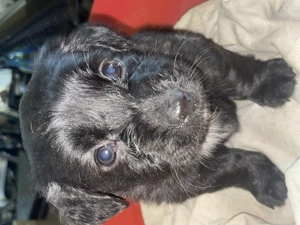 Căței Teckel Metis - imagine 3