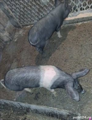 3 purcele bazna - imagine 2