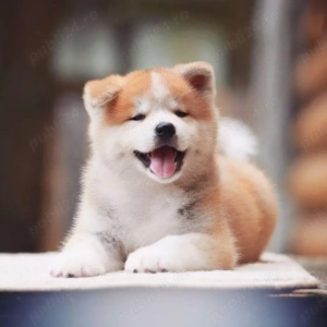 Akita Inu de vanzare cu Transport Gratuit+Factura+Microcip+Carnet+Garantie+Vaccin+Calitate - imagine 2