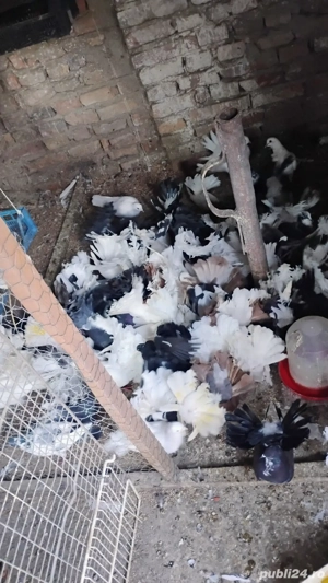 vând găini de rasă  - imagine 5