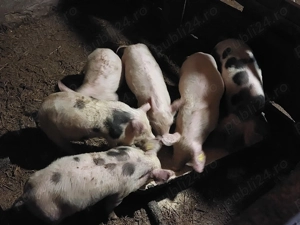 Purcei de 8 săptămâni 