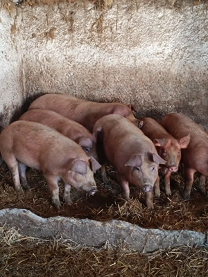 vand porci de rasa  - imagine 3