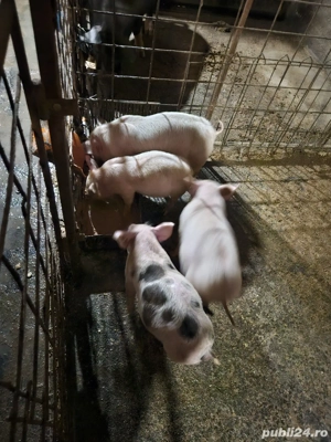 Vand porci diferite marimi - imagine 2