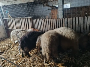 vand oi si capre - imagine 2