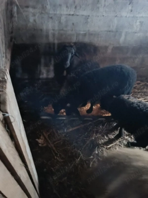 vand oi si capre - imagine 4