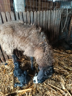 vand oi si capre - imagine 5