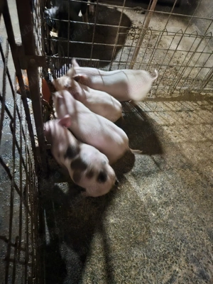 Vand porci diferite marimi - imagine 3