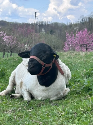 Berbec dorper - imagine 2