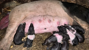 Vand scroafă cu purcei 