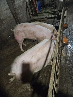 Vand porci diferite marimi - imagine 4