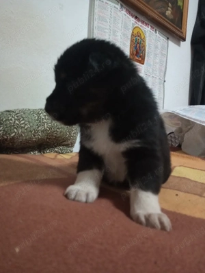 Pui Ciobănesc Australian - imagine 3