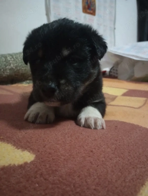 Pui Ciobănesc Australian - imagine 2