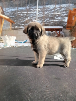Se vinde rasa Kangal