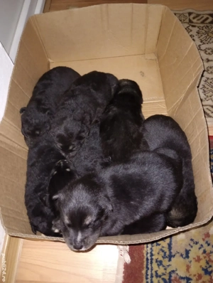 Pui Ciobănesc Australian - imagine 4