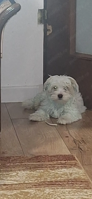 BichonMaltez de vanzare