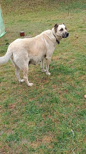 Se vinde rasa Kangal - imagine 4