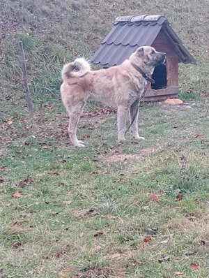 Se vinde rasa Kangal - imagine 3