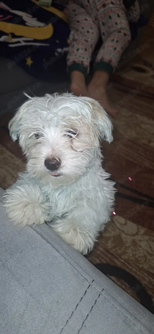 BichonMaltez de vanzare - imagine 2