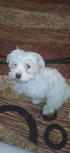 BichonMaltez de vanzare - imagine 3