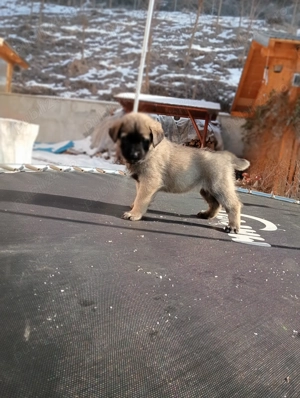 Se vinde rasa Kangal - imagine 2