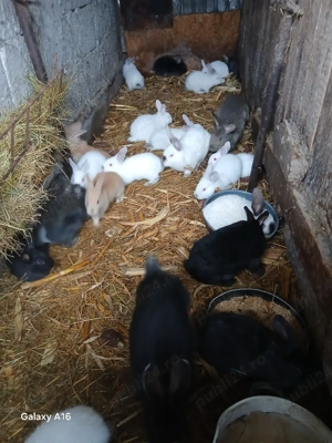 Iepuri de vânzare  - imagine 4