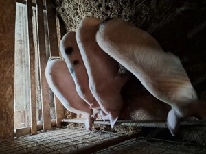 Purcei de vanzare  - imagine 3