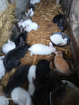 Iepuri de vânzare  - imagine 2