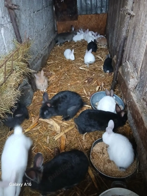 Iepuri de vânzare  - imagine 5