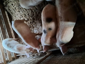 Purcei de vanzare  - imagine 2