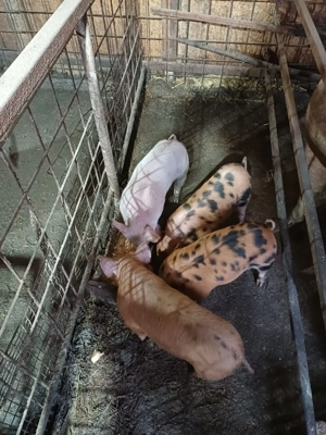 purcei de vanzare 550 buc - imagine 4