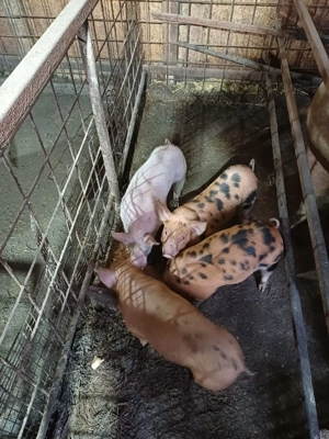 purcei de vanzare 550 buc - imagine 2