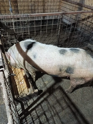 purcei de vanzare 550 buc - imagine 5