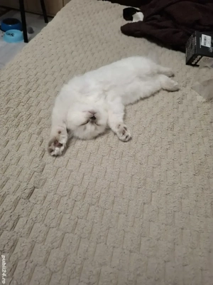 British longhair - imagine 4