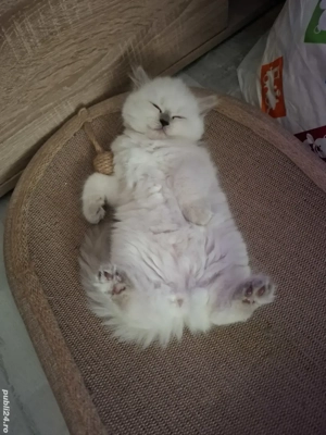 British longhair - imagine 2