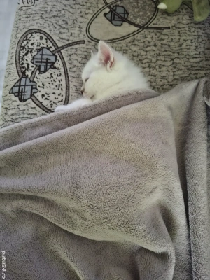 British longhair - imagine 3