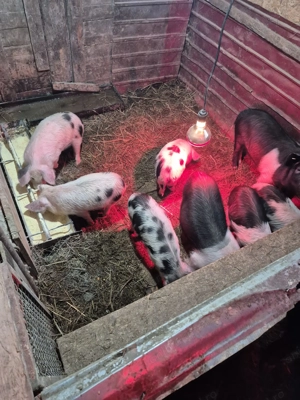 Vand porci 8-12 saptamani - imagine 2